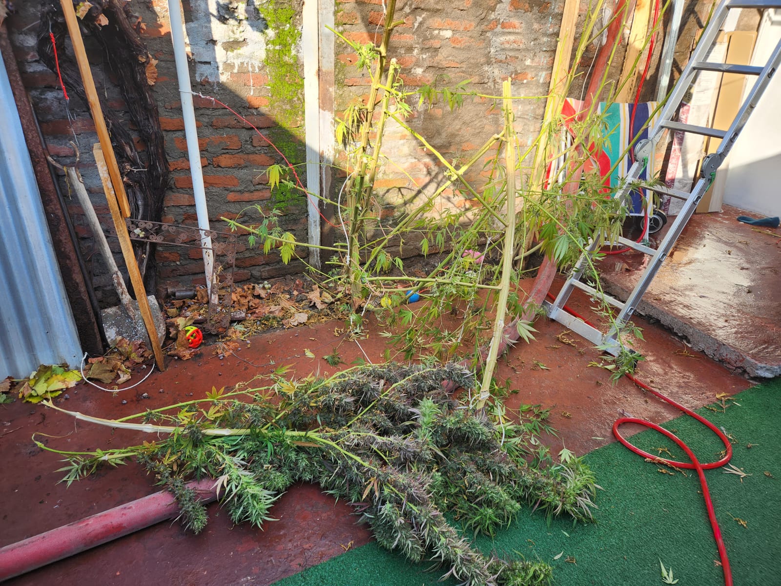 Incendio en El Bosque dejó al descubierto importante cultivo de marihuana al interior de una casa