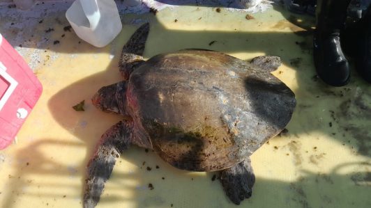 Sernapesca logró trasladar exitosamente a tortuga olivácea varada en Guanaqueros para su rehabilitación