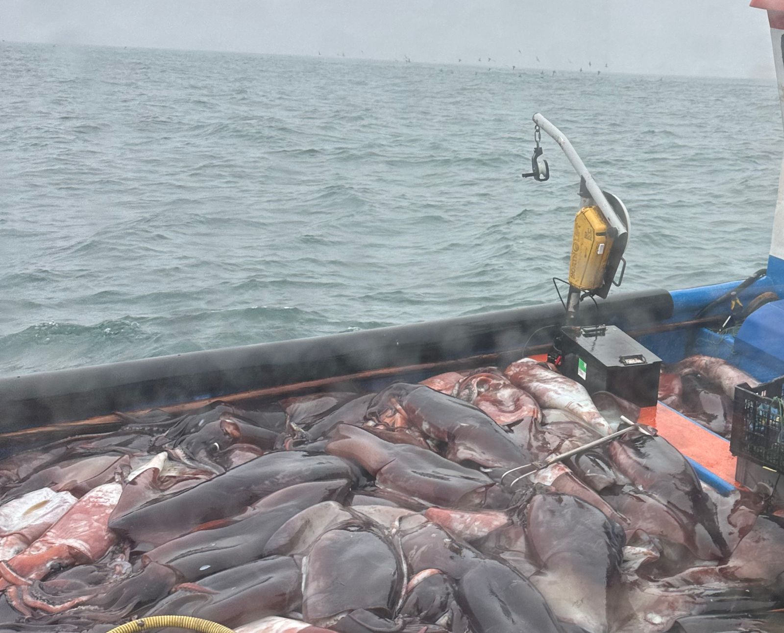 Maule: Incautan más de 21 mil toneladas de jibia en zona de pesca/Sernapesca